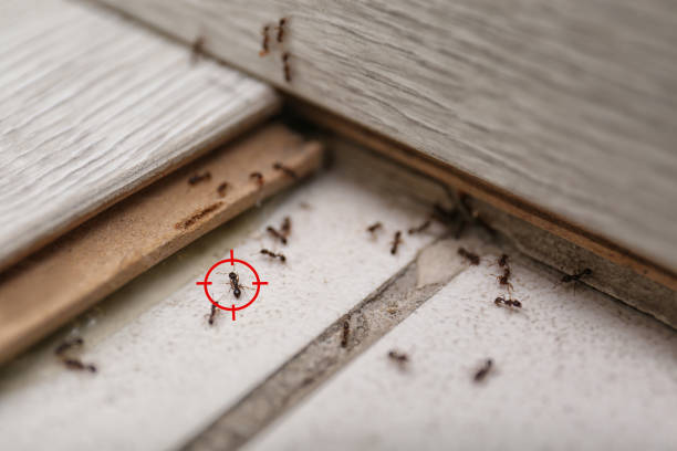 Wasp Removal Services in Ione, CA