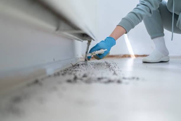 Best Pest Control Near Me in Ione, CA